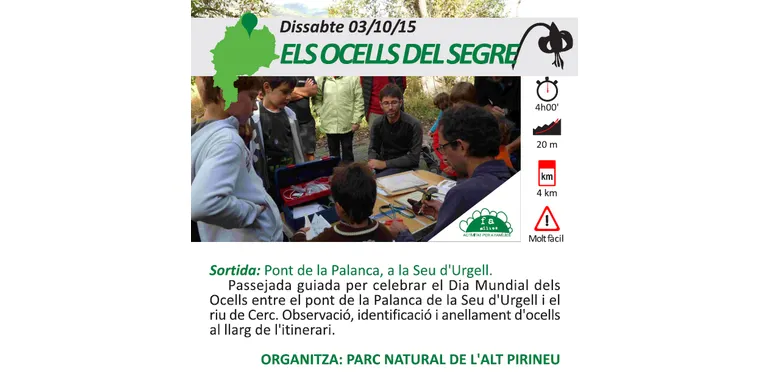 Sortida des de la Seu per conèixer els ocells de la ribera del Segre
