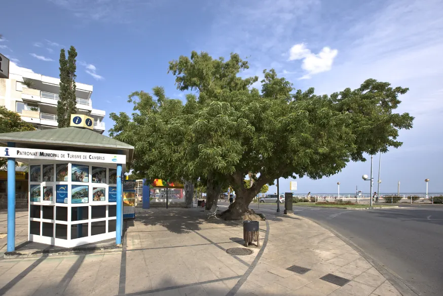 Les entrades del Festival de Música de Cambrils ja es poden comprar de manera presencial
