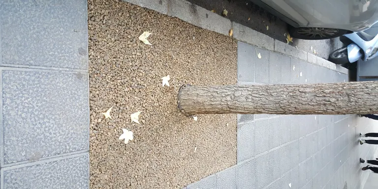 Cobriment de 250 escocells d'arbres a la Seu d'Urgell