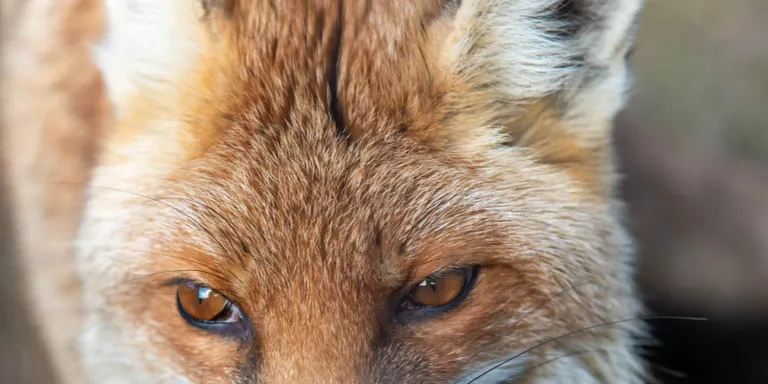 El Zoo del Pirineu posa en marxa una campanya de micromecenatge per garantir els aliments i els medicaments dels animals que acull