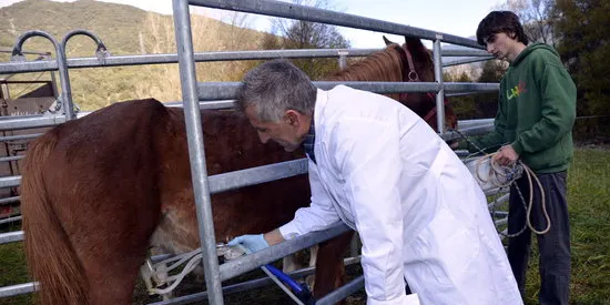 Un ramader del Pallars Sobirà, el primer de Catalunya que comercialitza llet d'euga