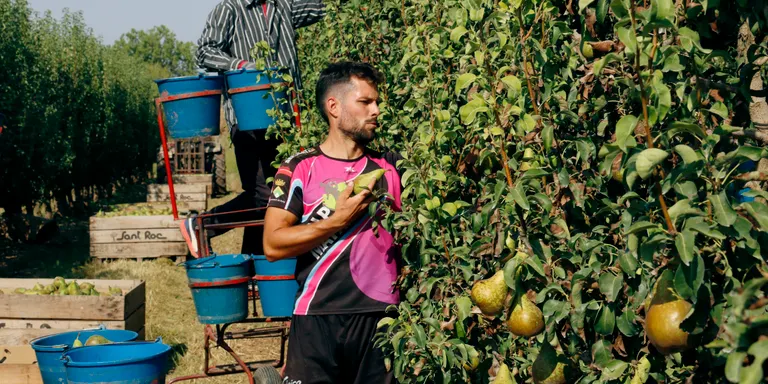 La collita de pera conference arrenca a Ponent amb la previsió d'assolir un 90% més de producció que el 2024