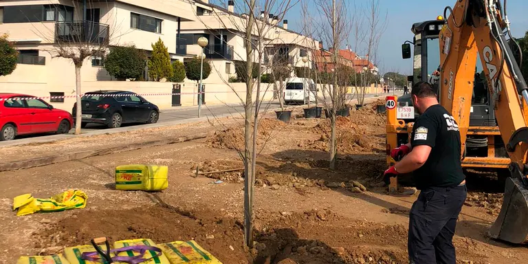 Torrefarrera planta 130 arbres al nou passeig que discorre al llarg del carrer Jacint Verdaguer per seguir fent una vila verda