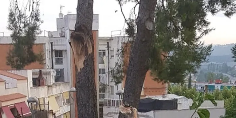 L\u2019Ajuntament assegura que el pi de Can Fatj\xf3 no es podia salvar