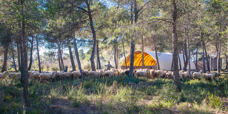 S’instal·la un corral temporal per a bestiar als boscos d’Aiguamúrcia per afavorir la silvopastura