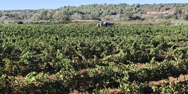 Els pagesos del Camp de Tarragona valoren positivament les nevades i glaçades de la setmana passada