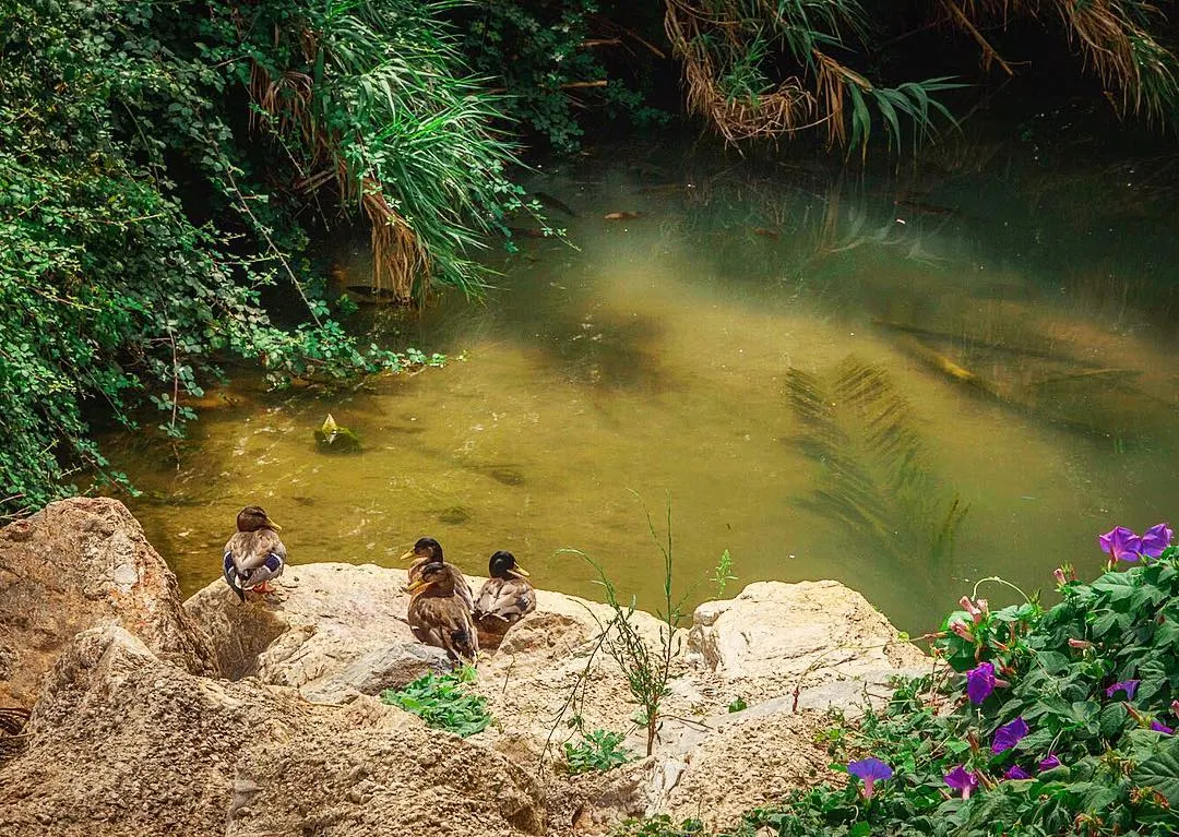 Projecte de millora al Parc del Mas Miquel