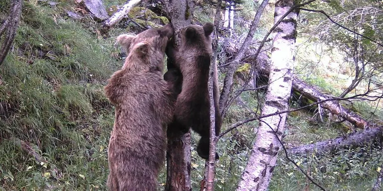 Primers indicis de reproducció d'óssos enguany al Pallars Sobirà