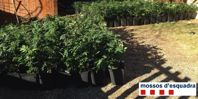 Tres detinguts a la Cerdanya per una plantació de marihuana