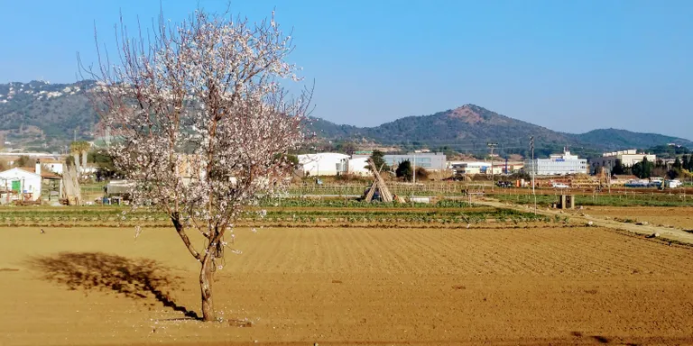 El mes de gener ha estat molt càlid