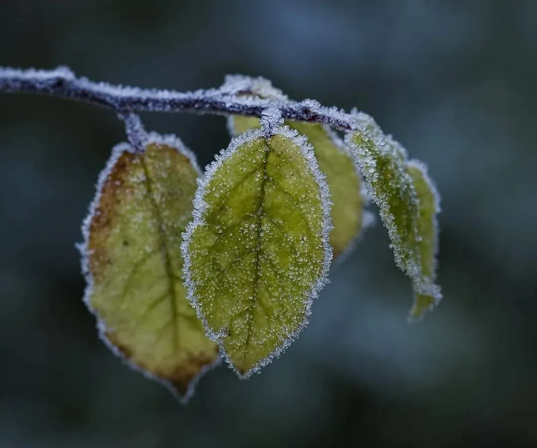 Bons temps amb alguns núvols baixos i fred