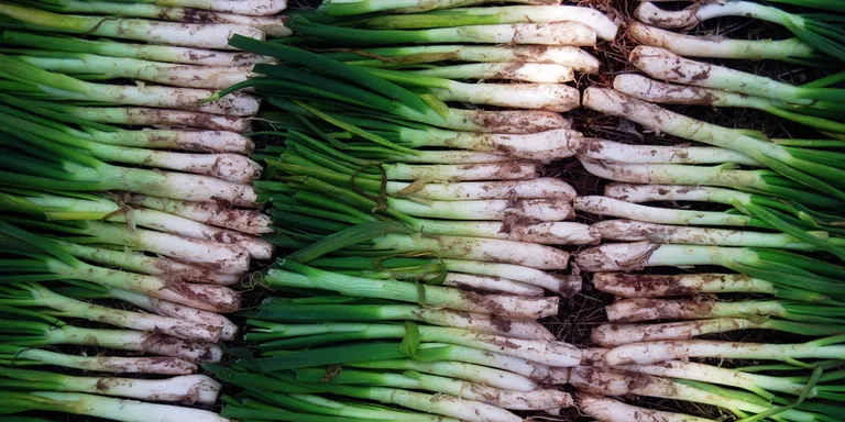 Calçotada Popular organitzada per Atzari