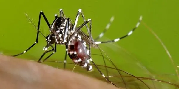 Final de la campanya de prevenció i de lluita contra el mosquit tigre a Altafulla