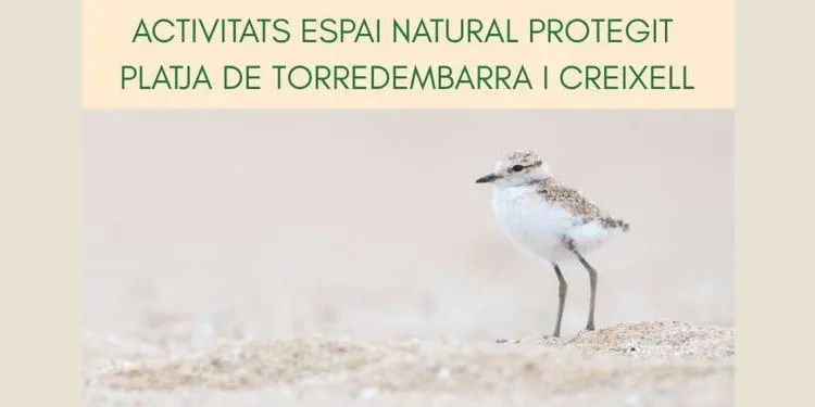 L’Associació Aurora i Ecologistes en Acció proposen conèixer de prop el corriol Camanegre des de la platja del Gorg de Creixell