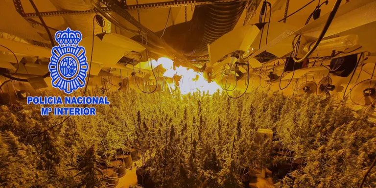 Detingut a Lloret de Mar un home que ocupava una casa per fer una plantació de marihuana al garatge