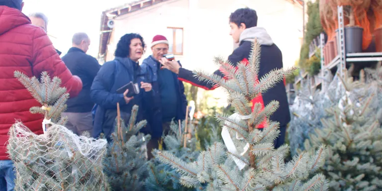 La Fira de l'Avet d'Espinelves obre portes esperant vendre 3.000 arbres de Nadal i rebre 90.000 visitants