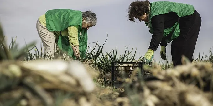 Espigolada de bateig en un camp pròxim a Cambrils aquest diumenge per captar nous voluntaris