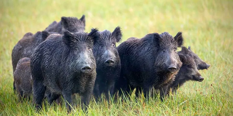 Detectats tres nous casos de triquinosi en carn de porc fer procedent de l’Alt Urgell