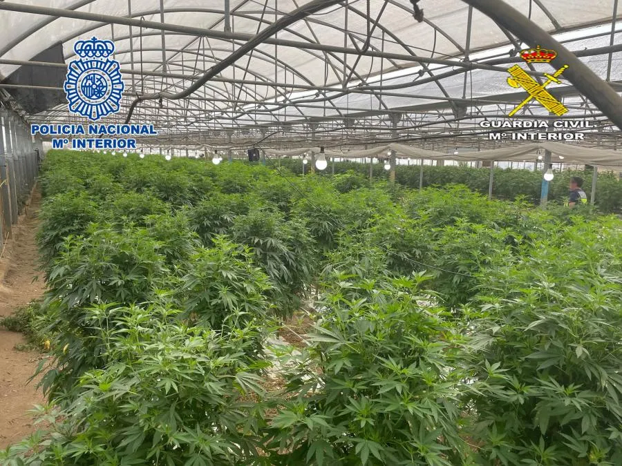 Desmantellada a Vilassar de Mar la partida més gran de marihuana de tot l’Estat