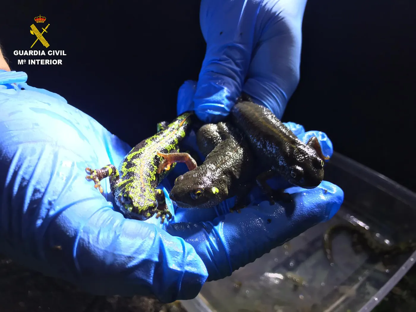 S'han detectat al Parc del Montnegre i Corredor espècies exòtiques de tritons que afecten l'ecosistema natural