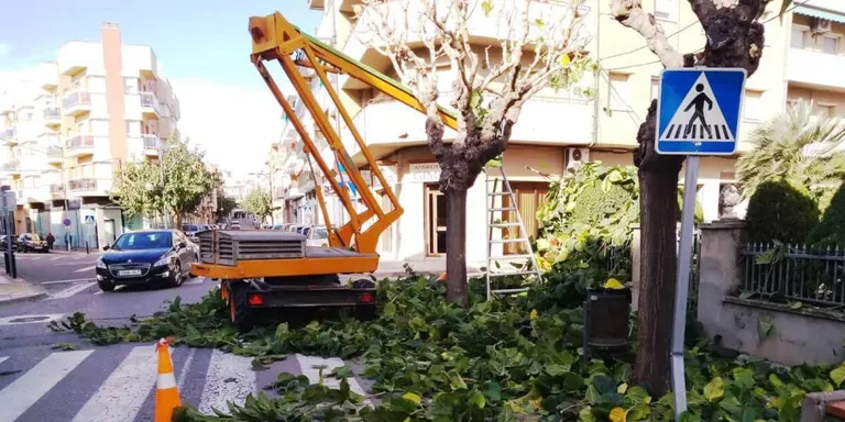 Campanya de poda als arbres d'Agramunt
