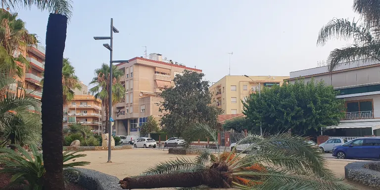 Els cops de vent de 60 km/h i l'aiguat d'aquesta nit fan caure una palmera a Pineda