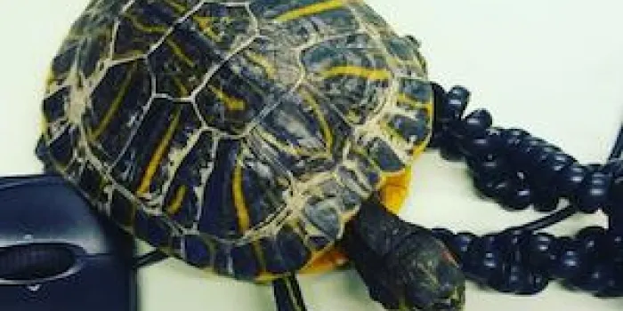 Un veí d’Arenys de Mar troba una tortuga de Florida en el rial del Bareu