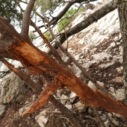 Amics Arbres - Pressió antròpica sobre el medi forestal 18/4/2024