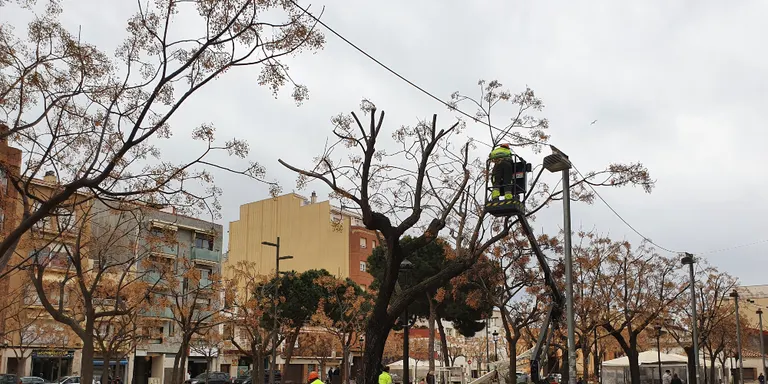 Comencen els treballs d'esporga de l'arbrat urbà a Pineda