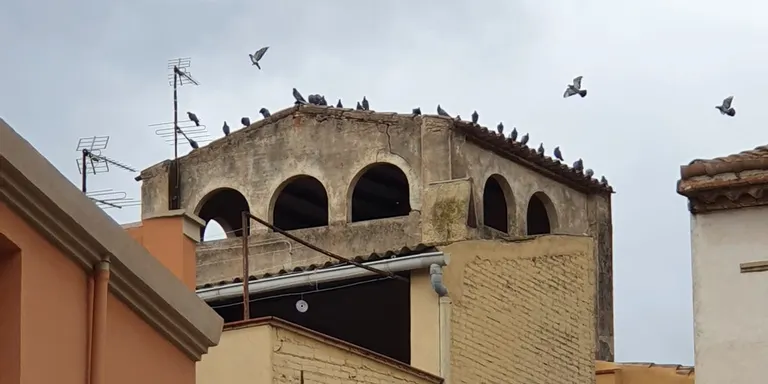 Falcons o gàbies, tractaments per evitar la proliferació de coloms al Morell