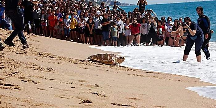 La platja del Cavaió s’omple per veure l’alliberament de la tortuga Niki