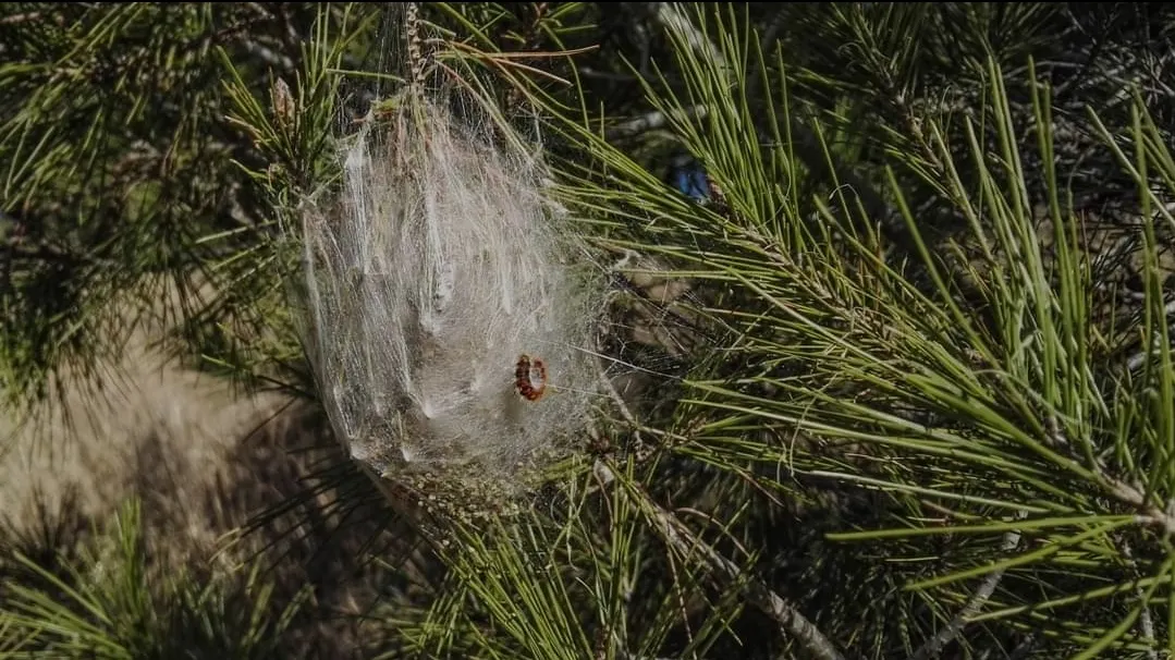 Intervenció del servei de Parcs i Jardins per frenar la processionària del pi