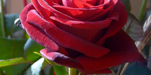 Més de set milions de roses per Sant Jordi