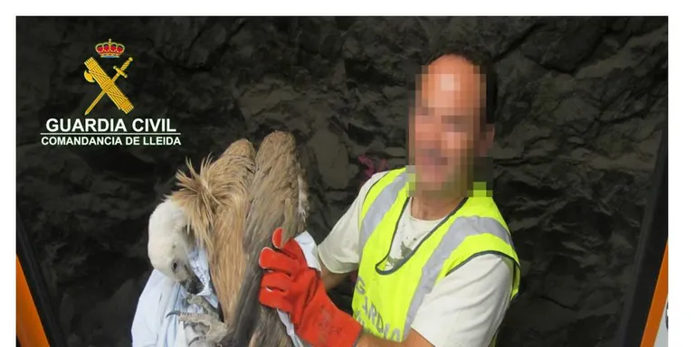 Recuperat un voltor atrapat en un túnel de la línia de tren de la Pobla de Segur