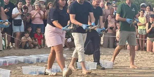 S’alliberen 24 cries de tortuga careta a la platja de la Savinosa de Tarragona