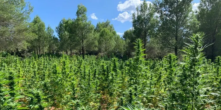 S'obren les inscripcions per participar de l'ofrena floral de l'11S