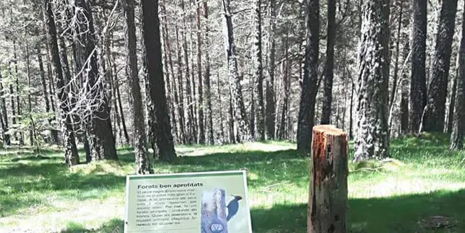 Primera edició de la Trobada Forestal de l'Alt Urgell