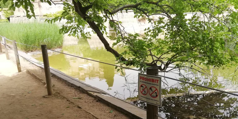 L’Ajuntament retira del llac de Can Jalpí una trentena de tortugues exòtiques