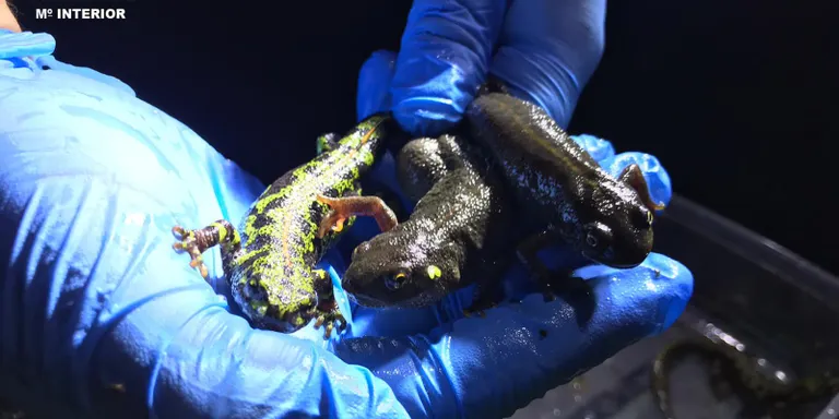 S'han detectat al Parc del Montnegre i Corredor espècies exòtiques de tritons que afecten l'ecosistema natural