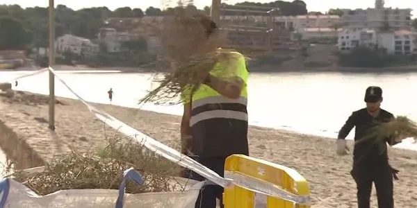 L’Ajuntament d’Altafulla assegura que tan sols es volien treure les plantes “seques” que hi havia al costat del mur del passeig