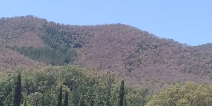 La plaga de l’eruga peluda exfolia completament milers d’hectàrees de suredes a tot Catalunya