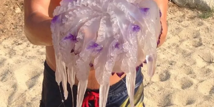 S’han trobat meduses gegants a les platges d’Arenys