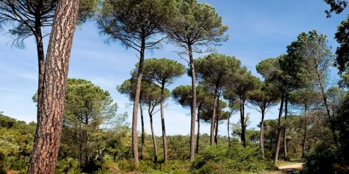 El canvi climÃ tic afecta els boscos del Maresme, sobretot a les pinedes