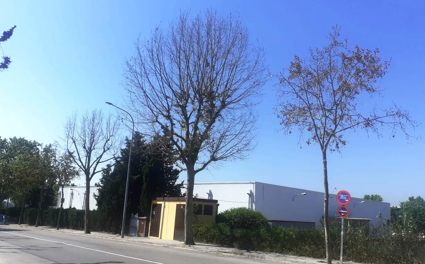 Maten 10 plataners del carrer Josep Calvó, pressumptament injectant-los productes químics
