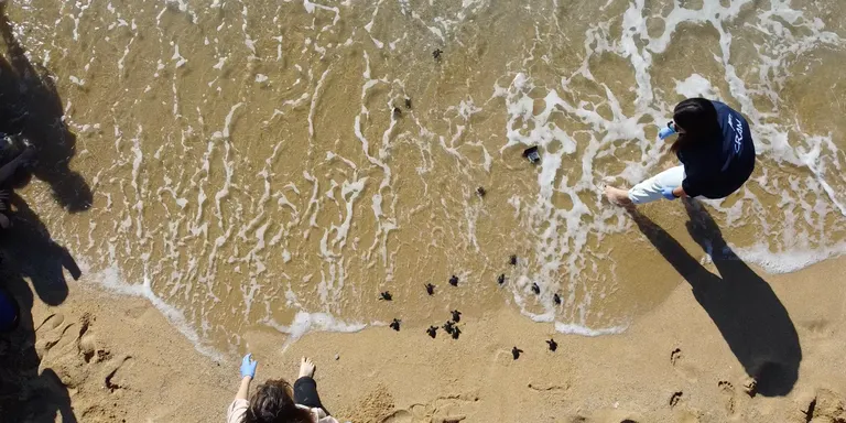 Arenys de Mar vol crear una xarxa de voluntariat per detectar la presència de tortugues marines