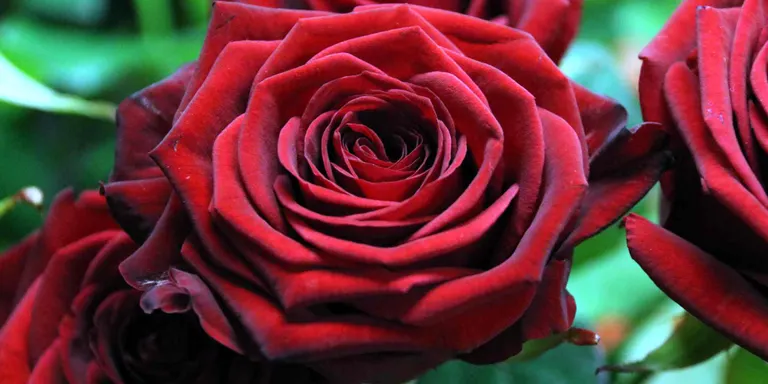 Bones previsions de venda de roses i llibres aquest Sant Jordi