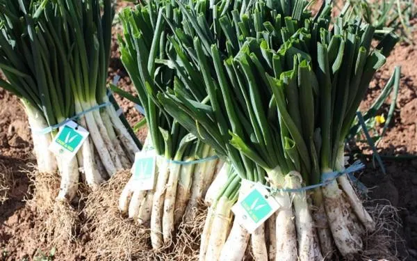 Valls ja ho té tot a punt per a la Gran Festa de la Calçotada d’aquest diumenge