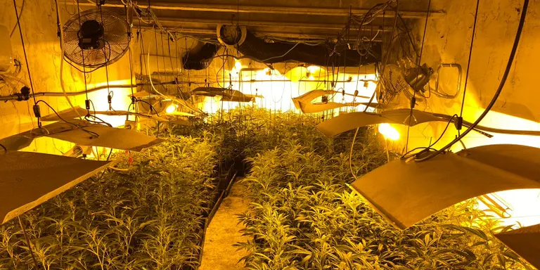 Els Mossos de la comissaria de Pineda detenen a Tordera tres persones per cultiu de marihuana