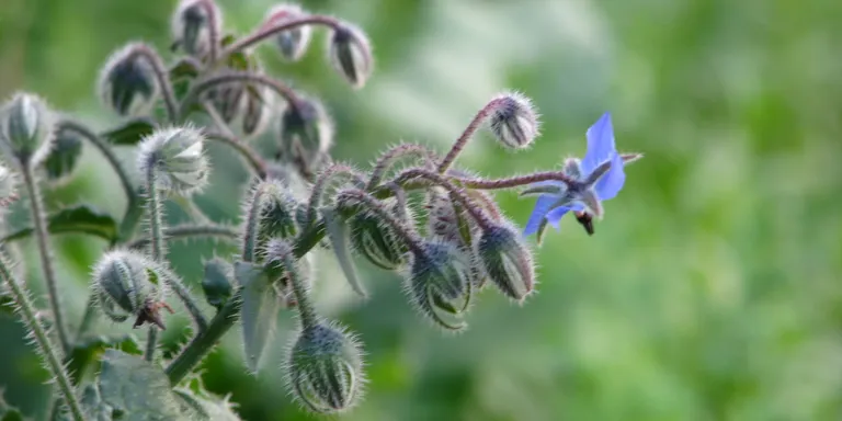 Sortida familiar per conèixer les flors i les plantes de Pineda