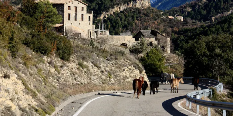 La Fundació Miranda trasllada els cavalls de Coll de Nargó cap al Garraf per la crisi sanitària